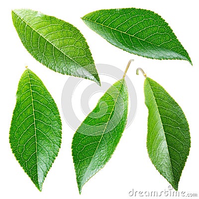 Cherry leaf. Collection isolated on white Stock Photo