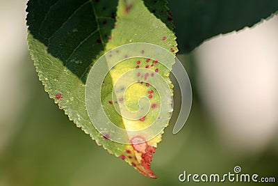 Cherry leaf spot is caused by ascomycete fungus Blumeriella jaapii formerly known as Coccomyces hiemalis Stock Photo
