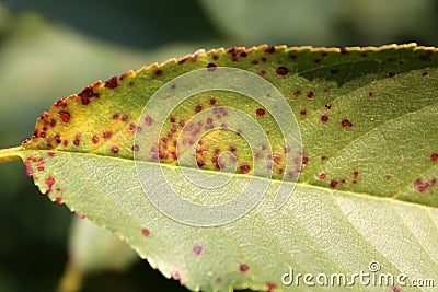 Cherry leaf spot is caused by ascomycete fungus Blumeriella jaapii formerly known as Coccomyces hiemalis Stock Photo