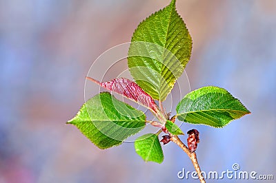 Cherry leaves Stock Photo