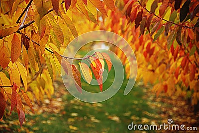 Cherry leaves Stock Photo