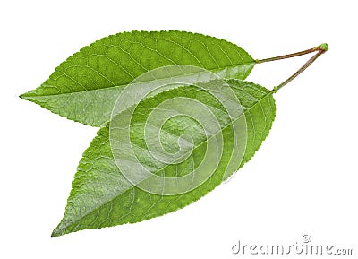 Cherry leaves isolated Stock Photo