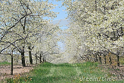 Cherry Orchard Stock Photo