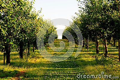 Cherry orchard Stock Photo