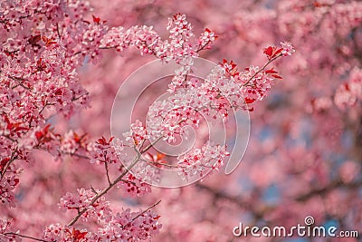 Cherry orchard in bloom, pink blossoming tree branches in spring Stock Photo