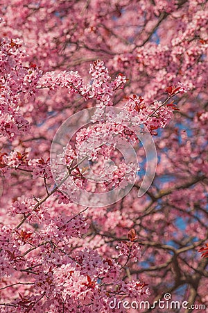 Cherry orchard in bloom, pink blossoming tree branches in spring Stock Photo