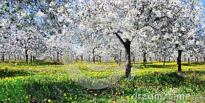 Cherry orchard Stock Photo