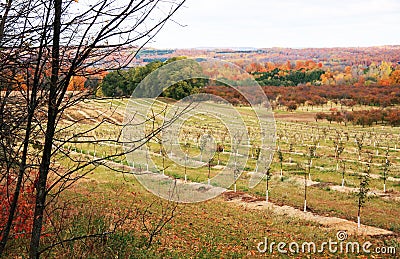 Cherry Orchard in the Fall Stock Photo