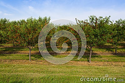 Cherry orchard Stock Photo