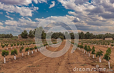 Cherry plantation small trees extensive agriculture Stock Photo