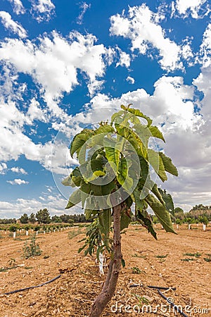 Cherry plantation small treesPrunus avium `Ruby` Stock Photo