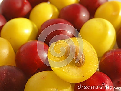 Cherry Plum Stock Photo