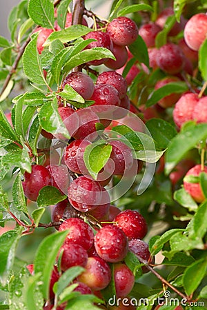 Cherry-plum Stock Photo