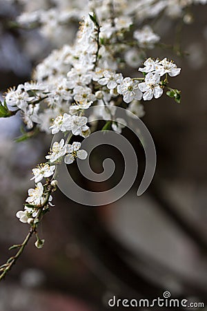 Cherry plum branches with white flowers and young leaves, spring concept Stock Photo