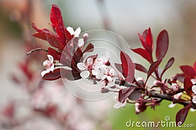 Cherry Plum or Myrobalan Plum (Prunus cerasifera) Stock Photo