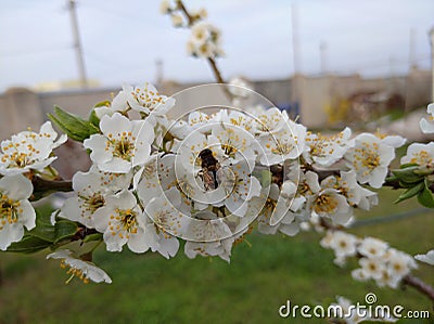 cherry plum tree blossoms profusely white flowers on a branch Stock Photo