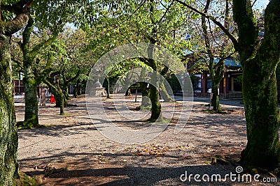 The cherry sakura garden at Yasukuni Shrine Peaceful Country in Chiyoda, Tokyo. Japan Editorial Stock Photo