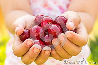 Cherry in the small childish palms Stock Photo