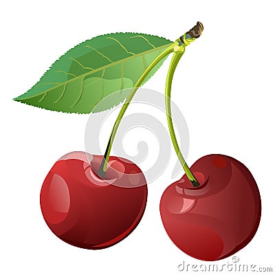 Cherry. Sweet and sour. Red. Garden fruit. Berry. Vector illustration. Vector Illustration