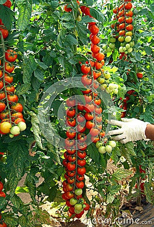 Cherry tomato Stock Photo