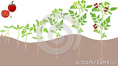 Cherry tomato growing stage Stock Photo