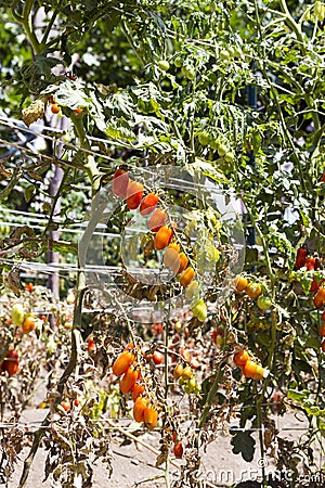 Cherry tomato on a haulm Stock Photo