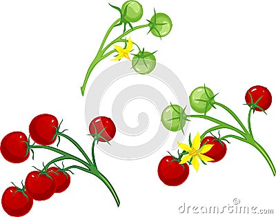 Cherry tomatoes and flower tomato on the vine Stock Photo