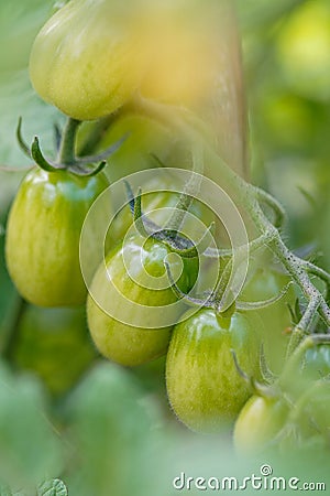 Cherry tomatoes grow in the garden. Cherry tomatoes begin to ripen on the bush. Stock Photo