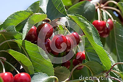 Cherry tree Stock Photo