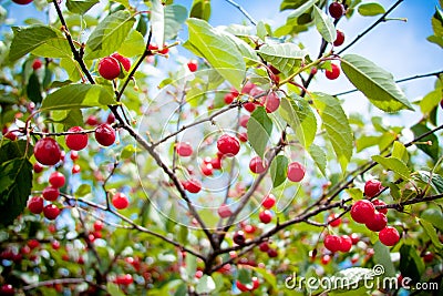 Cherry Tree Stock Photo