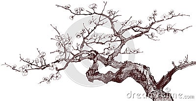 Cherry Tree Vector Illustration