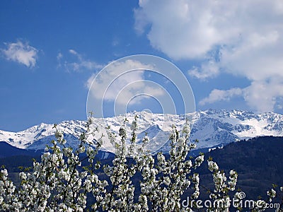 Cherry tree Stock Photo