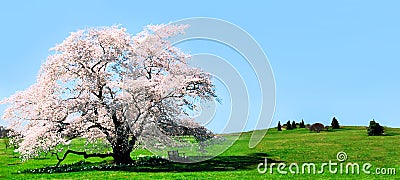 Cherry Tree Stock Photo