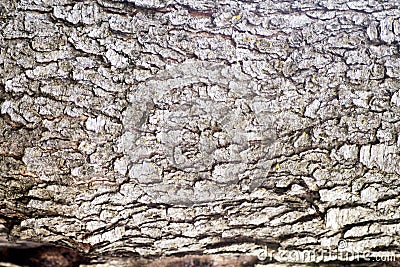 Cherry Tree Bark Stock Photo