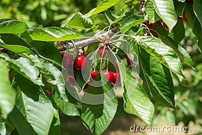 Cherry tree berries Stock Photo
