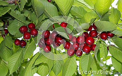 Cherry tree berries. Ermenek, Karaman, Turkey Stock Photo