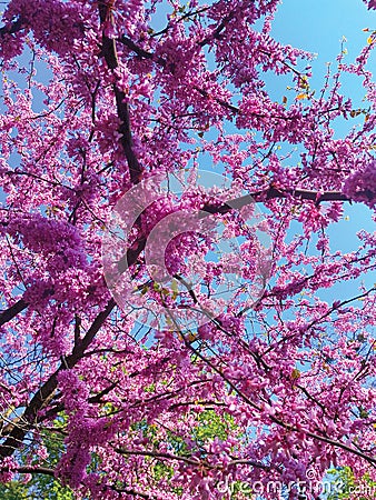 Cherry tree blooms with pink flowers in the spring botanical garden and bird feeders from recycled cans Stock Photo