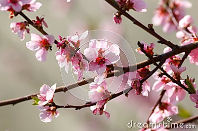 Cherry tree blossom Stock Photo