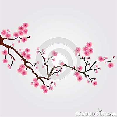 Cherry tree blossom Stock Photo