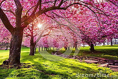 Cherry tree blossom Stock Photo