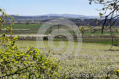 Cherry tree blossom orchard through tree, Czech landscape Stock Photo