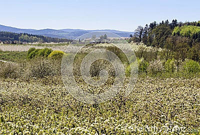 Cherry tree blossom orchard with trees and hill, Czech landscape Stock Photo