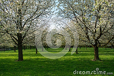 Cherry tree blossom, spring season in fruit orchards in Haspengouw agricultural region in Belgium, landscape Stock Photo