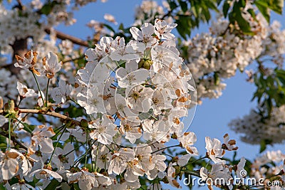 Cherry tree blossom, spring season in fruit orchards in Haspengouw agricultural region in Belgium, close up Stock Photo