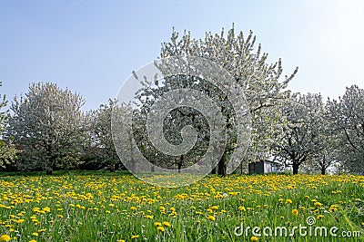 Cherry tree blossom, spring season in fruit orchards in Haspengouw agricultural region in Belgium, landscape Stock Photo