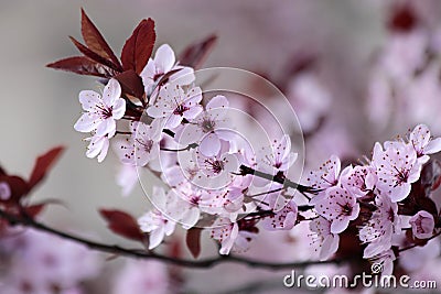 Cherry tree blossoms Stock Photo