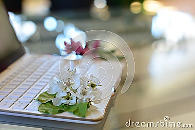 Cherry tree blossoms on white keyboard. Spring in office Stock Photo