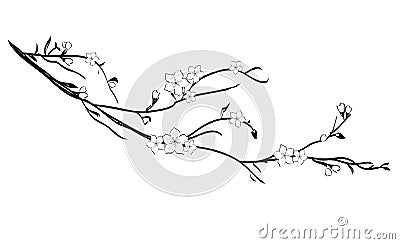 Cherry tree branch in blossom Vector Illustration