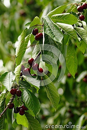 Cherry tree branch Stock Photo