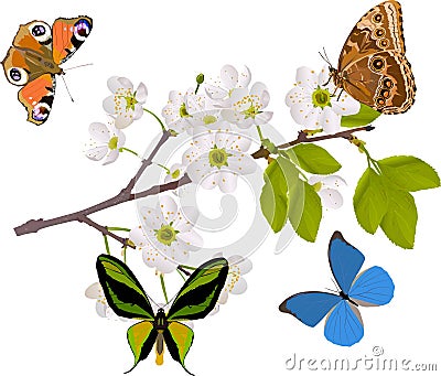 Cherry tree branch with four big butterflies Stock Photo